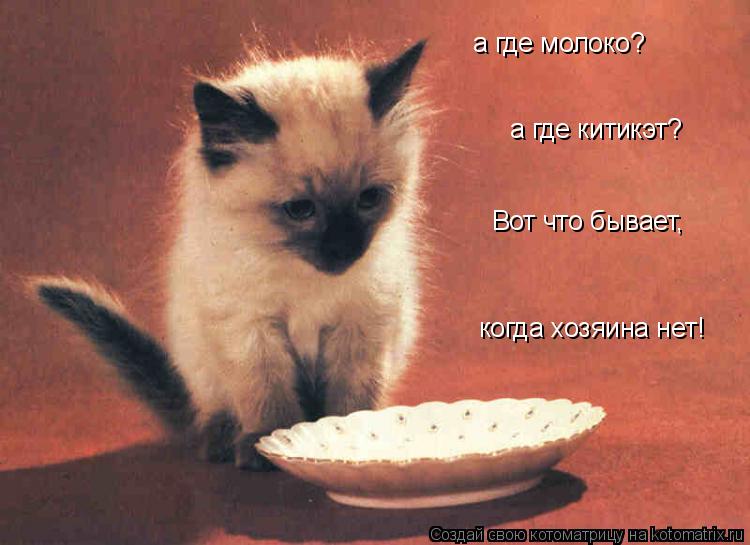 а где молоко? а где китикэт? Вот что бывает, когда хозяина нет!... Котоматрица: а где молоко? а где китикэт? Вот что бывает, когда хозяина нет!