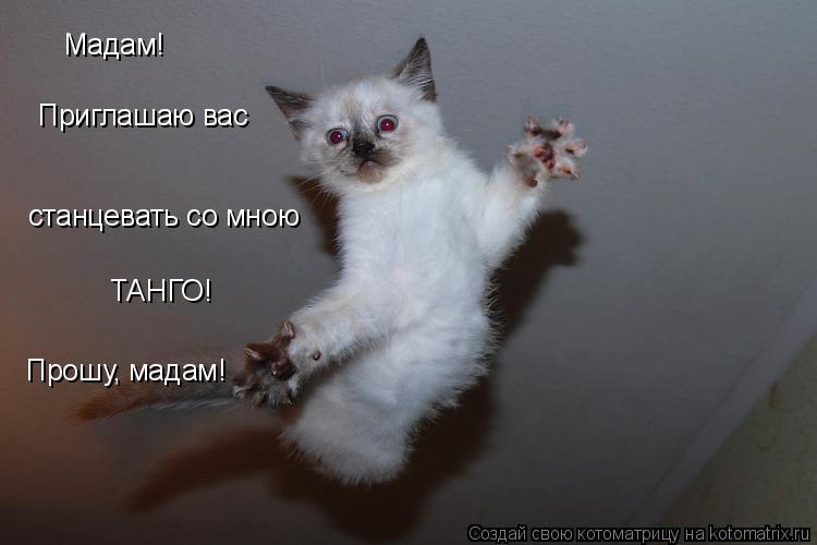 Мадам! Приглашаю вас станцевать со мною ТАНГО! Прошу, мадам!... Котоматрица: Мадам! Приглашаю вас станцевать со мною ТАНГО! Прошу, мадам!