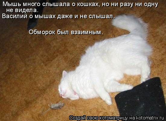 Мышь много слышала о кошках, но ни разу ни одну не видела. Василий о мышах даже и не слышал. Обморок... Котоматрица: Мышь много слышала о кошках, но ни разу ни одну не видела. Василий о мышах даже и не слышал. Обморок был взаимным.