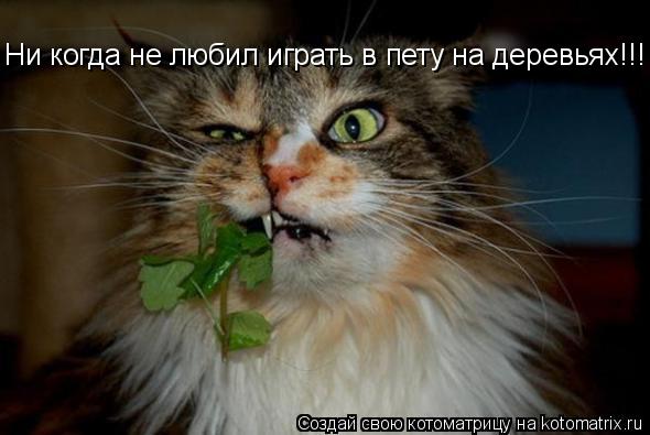 Ни когда не любил играть в пету на деревьях!!!... Котоматрица: Ни когда не любил играть в пету на деревьях!!!