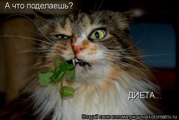А что поделаешь? ДИЕТА...... Котоматрица: А что поделаешь? ДИЕТА...