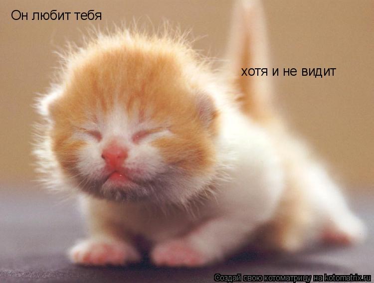 Он любит тебя хотя и не видит... Котоматрица: Он любит тебя хотя и не видит