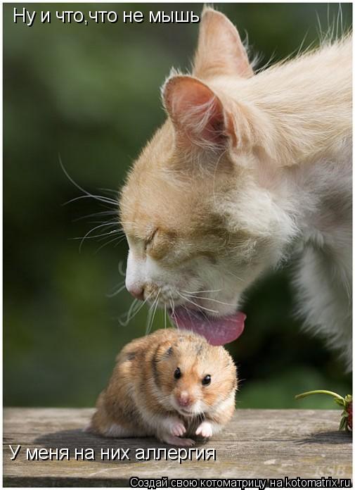 Ну и что,что не мышь У меня на них аллергия... Котоматрица: Ну и что,что не мышь У меня на них аллергия