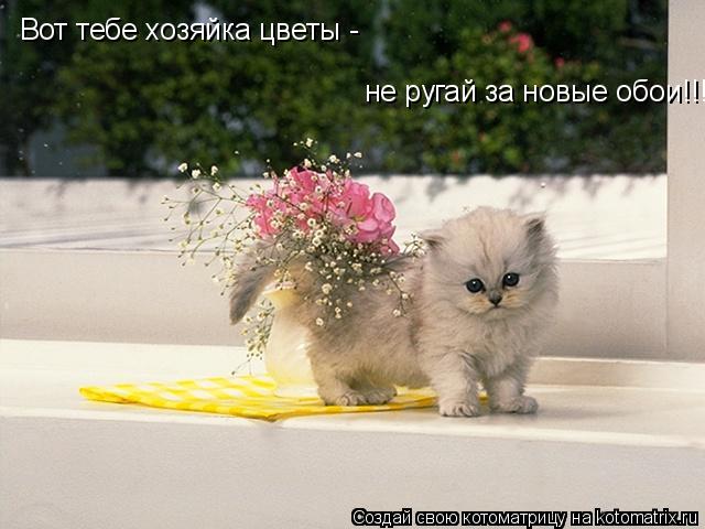 Вот тебе хозяйка цветы - не ругай за новые обои!!!... Котоматрица: Вот тебе хозяйка цветы - не ругай за новые обои!!!