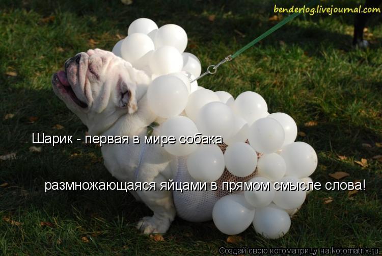 Шарик - первая в мире собака размножающаяся яйцами в прямом смысле слова!... Котоматрица: Шарик - первая в мире собака размножающаяся яйцами в прямом смысле слова!