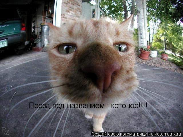Поезд под названием : котонос!!!!... Котоматрица: Поезд под названием : котонос!!!!