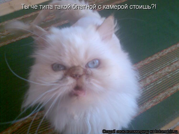 Ты че типа такой блатной с камерой стоишь?!... Котоматрица: Ты че типа такой блатной с камерой стоишь?!