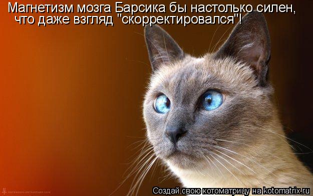 Магнетизм мозга Барсика бы настолько силен, что даже взгляд "скорректировался"!... Котоматрица: Магнетизм мозга Барсика бы настолько силен, что даже взгляд "скорректировался"!