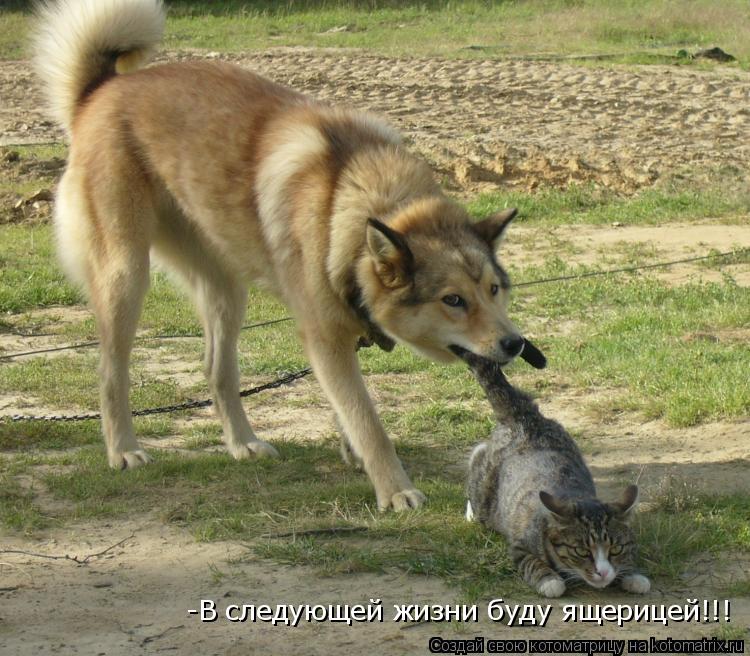 -В следующей жизни буду ящерицей!!!... Котоматрица: -В следующей жизни буду ящерицей!!!