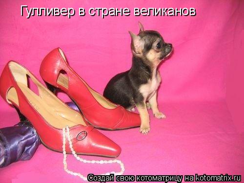 Гулливер в стране великанов... Котоматрица: Гулливер в стране великанов