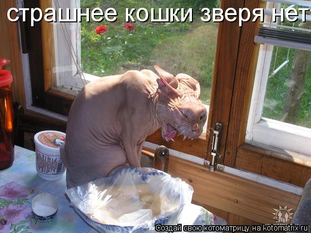страшнее кошки зверя нет... Котоматрица: страшнее кошки зверя нет
