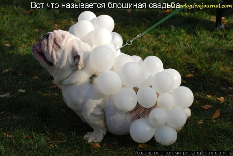 Вот что называется блошиная свадьба... Котоматрица: Вот что называется блошиная свадьба
