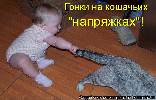 Гонки на кошачьих "напряжках"!... Котоматрица: Гонки на кошачьих "напряжках"!