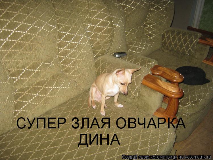 СУПЕР ЗЛАЯ ОВЧАРКА ДИНА... Котоматрица: СУПЕР ЗЛАЯ ОВЧАРКА ДИНА