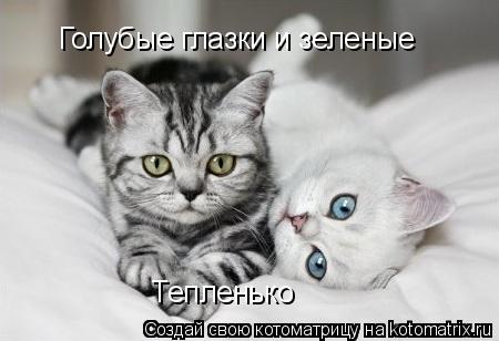 Голубые глазки и зеленые Тепленько... Котоматрица: Голубые глазки и зеленые Тепленько