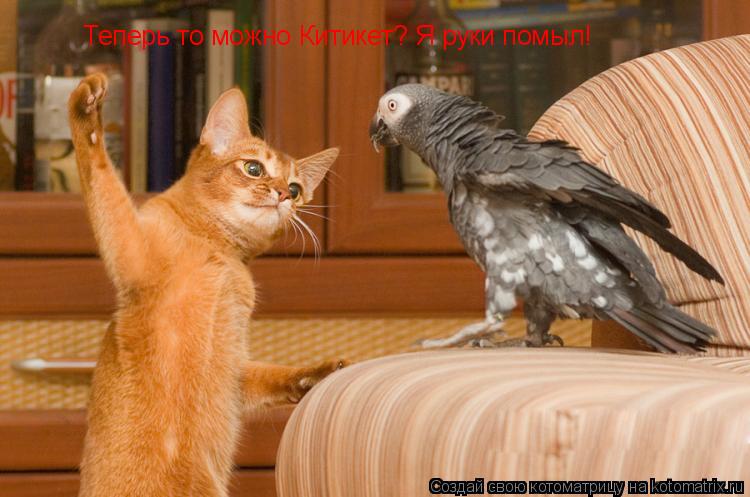 Теперь то можно Китикет? Я руки помыл!... Котоматрица: Теперь то можно Китикет? Я руки помыл!