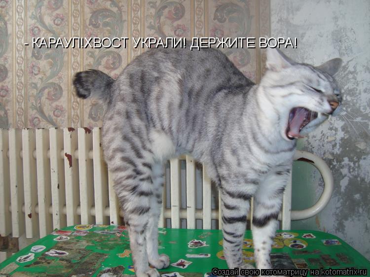 - КАРАУЛ!ХВОСТ УКРАЛИ! ДЕРЖИТЕ ВОРА!... Котоматрица: - КАРАУЛ!ХВОСТ УКРАЛИ! ДЕРЖИТЕ ВОРА!