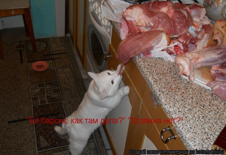 "Ей барсик, как там дела?" "Хозяина нет?"... Котоматрица: "Ей барсик, как там дела?" "Хозяина нет?"