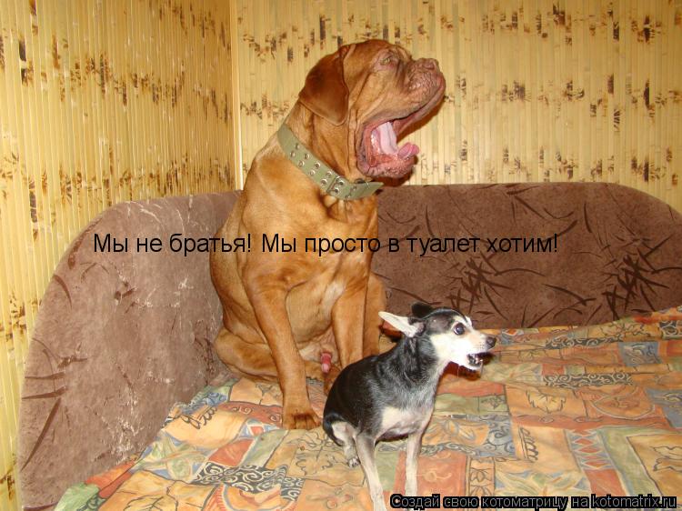 Мы не братья! Мы просто в туалет хотим!... Котоматрица: Мы не братья! Мы просто в туалет хотим!