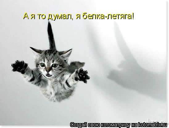 А я то думал, я белка-летяга!... Котоматрица: А я то думал, я белка-летяга!