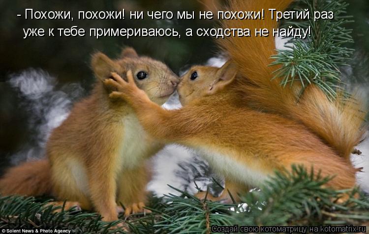 - Похожи, похожи! ни чего мы не похожи! Третий раз уже к тебе примериваюсь, а сходства не найду!... Котоматрица: - Похожи, похожи! ни чего мы не похожи! Третий раз уже к тебе примериваюсь, а сходства не найду!