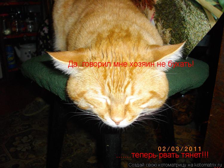 Да, говорил мне хозяин не бухать! .......теперь рвать тянет!!! .......теперь рвать тянет!!!... Котоматрица: Да, говорил мне хозяин не бухать! .......теперь рвать тянет!!! .......теперь рвать тянет!!!