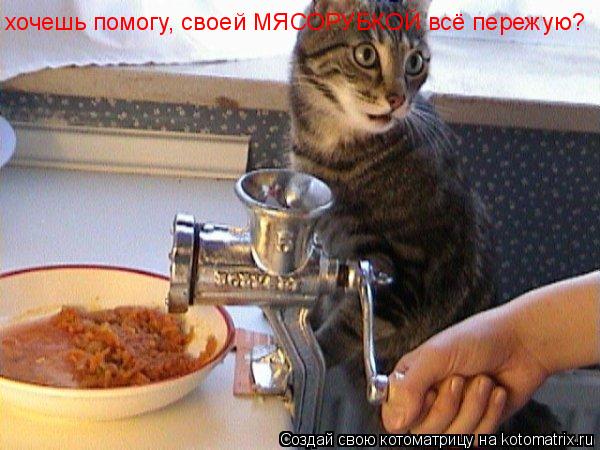 хочешь помогу, своей МЯСОРУБКОЙ всё пережую?... Котоматрица: хочешь помогу, своей МЯСОРУБКОЙ всё пережую?
