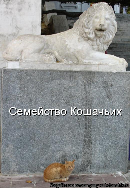 Семейство Кошачьих... Котоматрица: Семейство Кошачьих