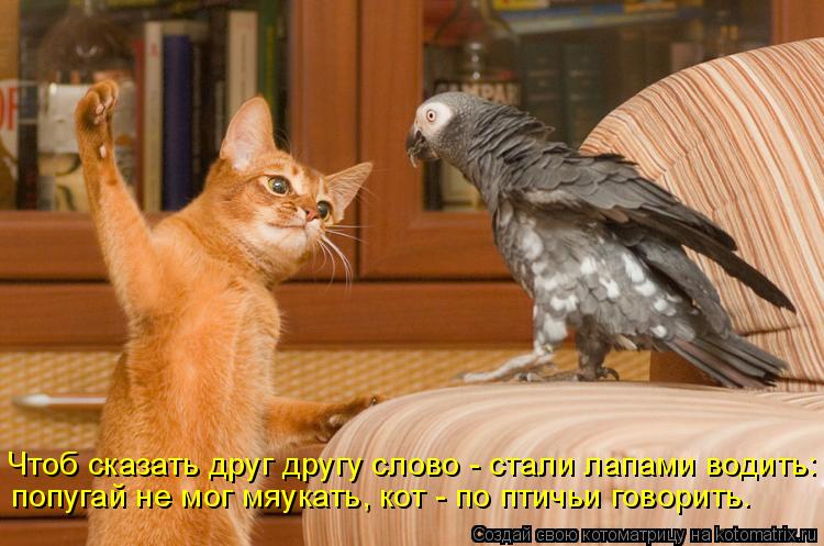 Чтоб сказать друг другу слово - стали лапами водить: попугай не мог мяукать, кот - по птичьи говорить... Котоматрица: Чтоб сказать друг другу слово - стали лапами водить: попугай не мог мяукать, кот - по птичьи говорить.