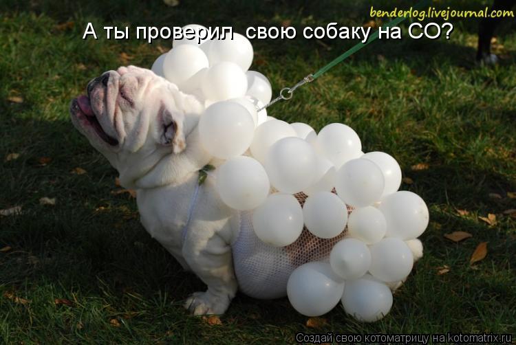 А ты проверил свою собаку на СО?... Котоматрица: А ты проверил свою собаку на СО?