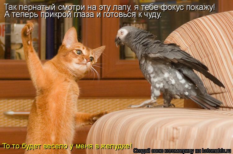 Так пернатый смотри на эту лапу, я тебе фокус покажу! А теперь прикрой глаза и готовься к чуду. То т... Котоматрица: Так пернатый смотри на эту лапу, я тебе фокус покажу! А теперь прикрой глаза и готовься к чуду. То то будет весело у меня в желудке!
