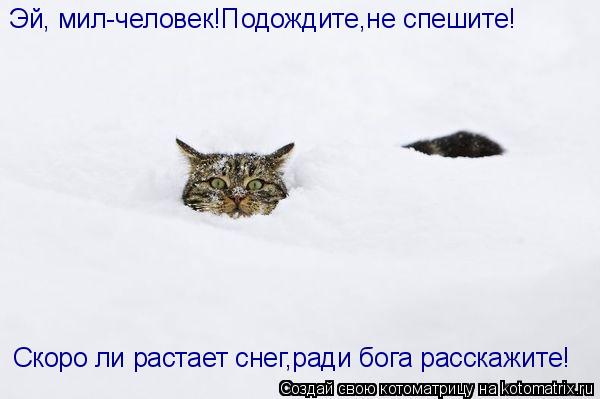 Эй, мил-человек!Подождите,не спешите! Скоро ли растает снег,ради бога расскажите!... Котоматрица: Эй, мил-человек!Подождите,не спешите! Скоро ли растает снег,ради бога расскажите!