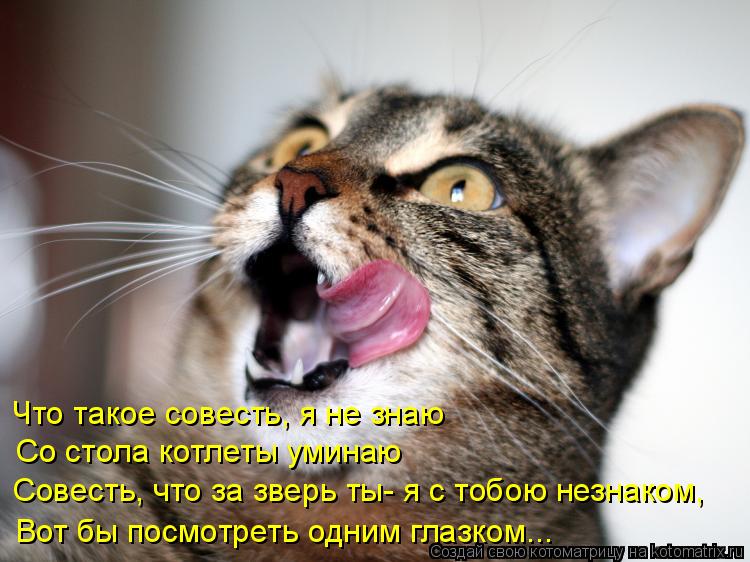 Котоматрица: Что такое совесть, я не знаю Со стола котлеты уминаю Совесть, что за зверь ты- я с тобою незнаком, Вот бы посмотреть одним глазком...