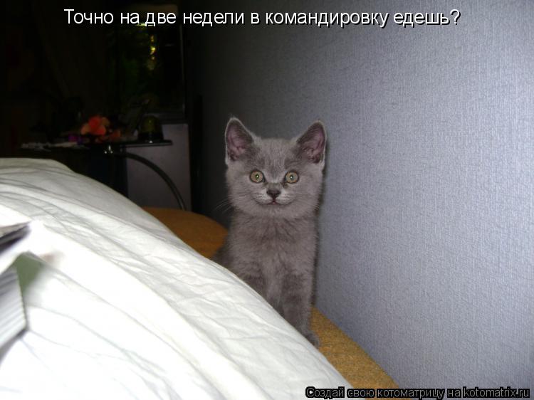 Точно на две недели в командировку едешь?... Котоматрица: Точно на две недели в командировку едешь?