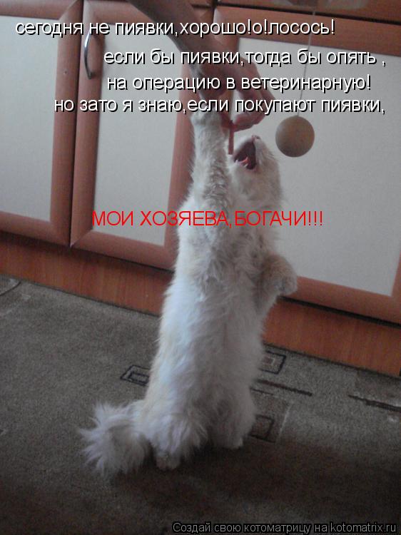 сегодня не пиявки,хорошо!о!лосось! если бы пиявки,тогда бы опять , на операцию в ветеринарную! но зат... Котоматрица: сегодня не пиявки,хорошо!о!лосось! если бы пиявки,тогда бы опять , на операцию в ветеринарную! но зато я знаю,если покупают пиявки, МОИ ХОЗЯЕВ