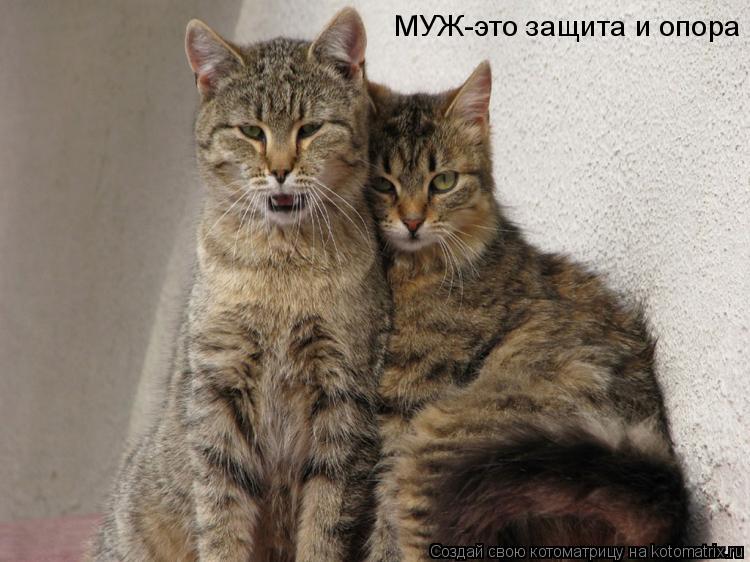 МУЖ-это защита и опора... Котоматрица: МУЖ-это защита и опора