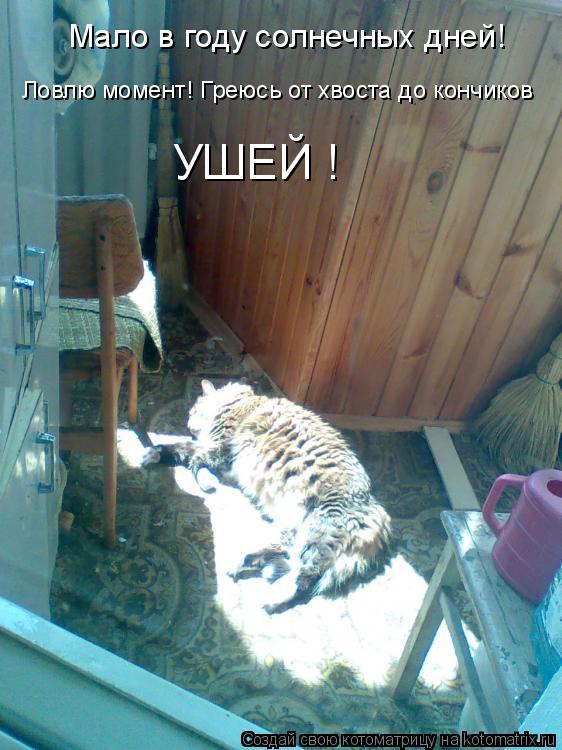 Мало в году солнечных дней! Ловлю момент! Греюсь от хвоста до кончиков УШЕЙ !... Котоматрица: Мало в году солнечных дней! Ловлю момент! Греюсь от хвоста до кончиков УШЕЙ !