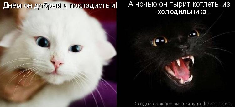 Днём он добрый и покладистый! А ночью он тырит котлеты из холодильника!... Котоматрица: Днём он добрый и покладистый! А ночью он тырит котлеты из холодильника!