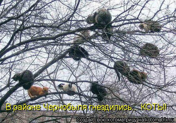 В районе Чернобыля гнездились... КОТЫ!... Котоматрица: В районе Чернобыля гнездились... КОТЫ!