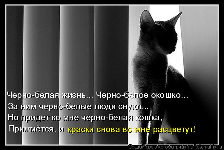 Черно-белая жизнь... Черно-белое окошко... За ним черно-белые люди снуют... Но придет ко мне черно-бе... Котоматрица: Черно-белая жизнь... Черно-белое окошко... За ним черно-белые люди снуют... Но придет ко мне черно-белая кошка, Прижмётся, и краски снова во мне