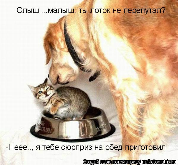-Слыш....малыш, ты лоток не перепутал? -Неее.., я тебе сюрприз на обед приготовил... Котоматрица: -Слыш....малыш, ты лоток не перепутал? -Неее.., я тебе сюрприз на обед приготовил