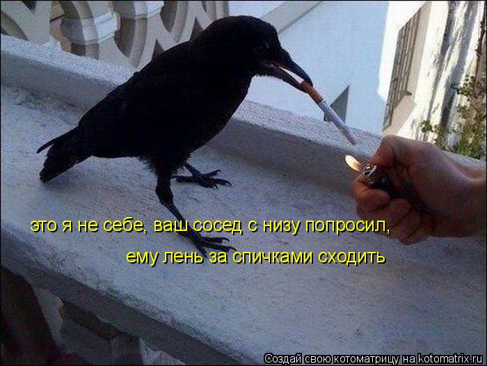 это я не себе, ваш сосед с низу попросил, ему лень за спичками сходить... Котоматрица: это я не себе, ваш сосед с низу попросил, ему лень за спичками сходить