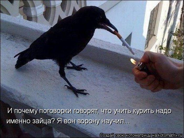И почему поговорки говорят, что учить курить надо именно зайца? Я вон ворону научил...... Котоматрица: И почему поговорки говорят, что учить курить надо именно зайца? Я вон ворону научил...