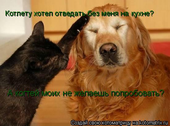 Котлету хотел отведать без меня на кухне? А когтей моих не желаешь попробовать?... Котоматрица: Котлету хотел отведать без меня на кухне? А когтей моих не желаешь попробовать?