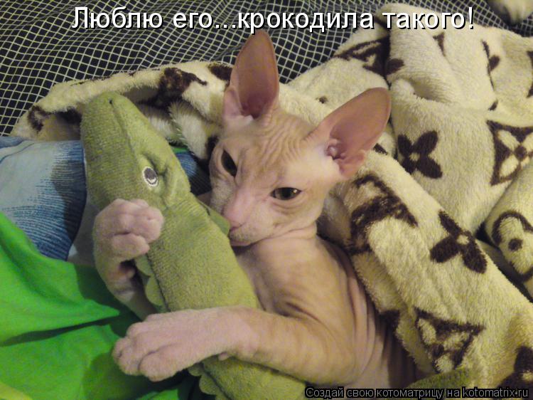 Люблю его...крокодила такого!... Котоматрица: Люблю его...крокодила такого!