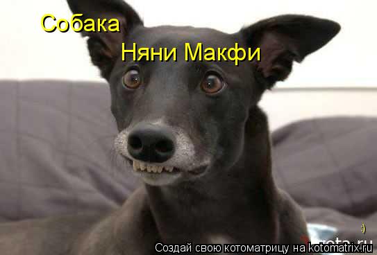 Собака Няни Макфи :)... Котоматрица: Собака Няни Макфи :)