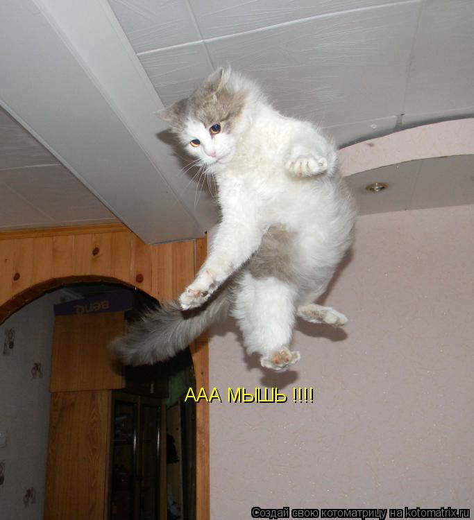 ААА МЫШЬ !!!!... Котоматрица: ААА МЫШЬ !!!!