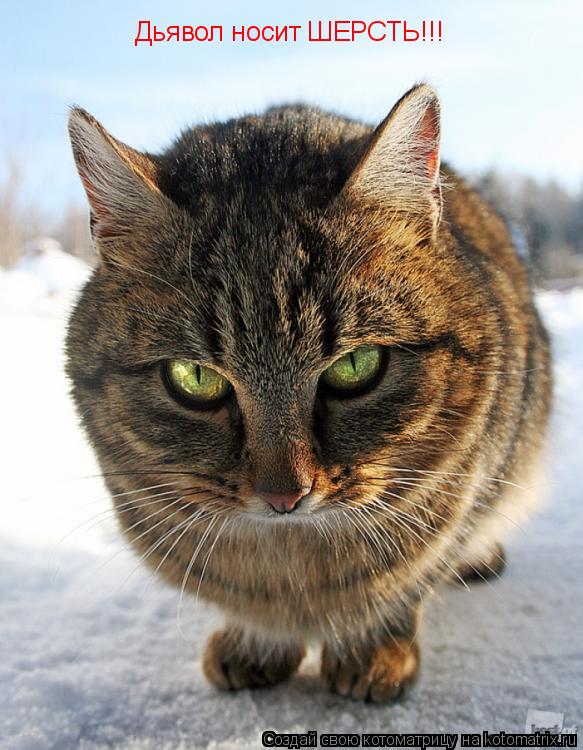 Дьявол носит ШЕРСТЬ!!!... Котоматрица: Дьявол носит ШЕРСТЬ!!!