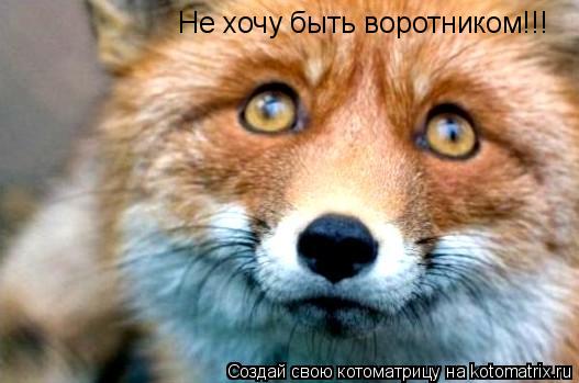 Не хочу быть воротником!!!... Котоматрица: Не хочу быть воротником!!!