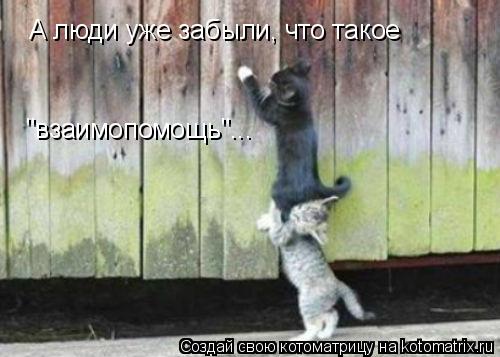 А люди уже забыли, что такое "взаимопомощь"...... Котоматрица: А люди уже забыли, что такое "взаимопомощь"...